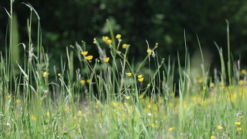 有关天性,小,性质的免费素材视频