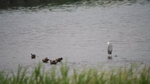 有关动物, 水, 河的免费素材视频