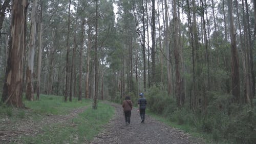 有关@户外, 後视图, 森林步道的免费素材视频