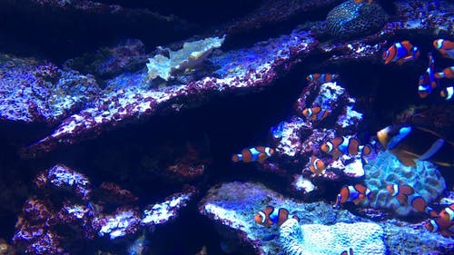 有关学校, 小丑鱼, 条纹的免费素材视频