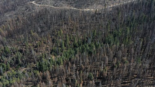 有关户外, 森林, 树林的免费素材视频