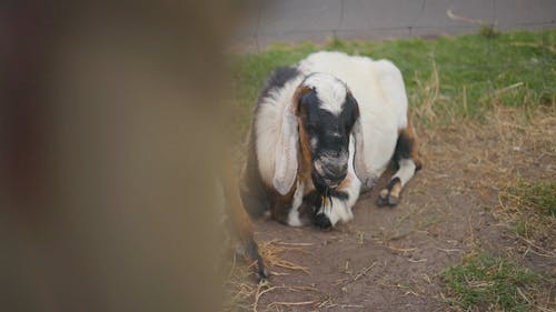 有关capra aegagrus hircus, 卡普拉, 卡普里娜的免费素材视频