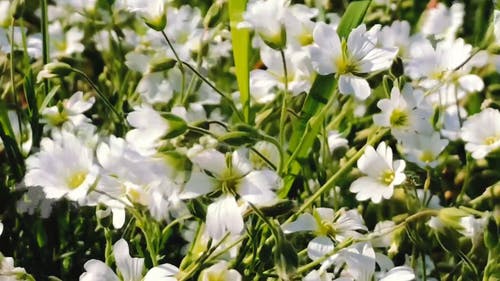 有关多风, 弹簧, 户外的免费素材视频