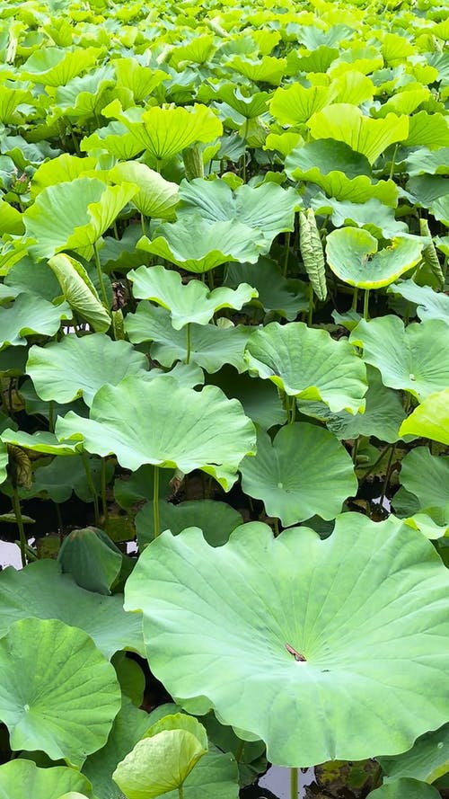 有关nelumbo nucifera, 上野公园, 垂直视频的免费素材视频