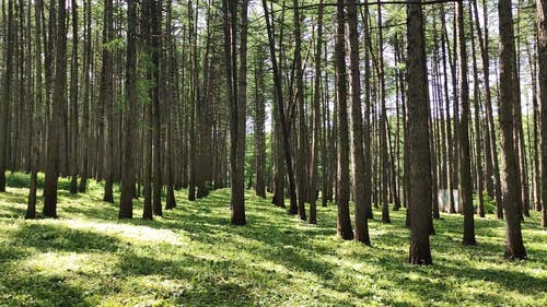 有关天性, 森林, 树干的免费素材视频