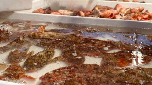 有关加州, 可口的, 握住的免费素材视频