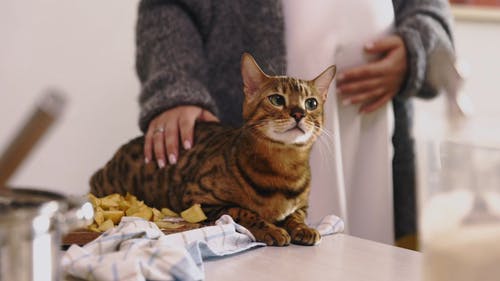 有关在家, 女人, 宝贝肚子的免费素材视频