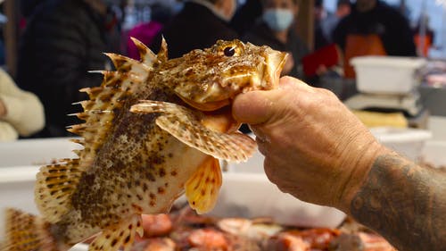 有关加州, 可口的, 握住的免费素材视频