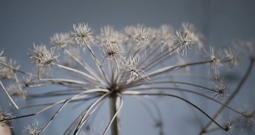 有关hogweed, 乾燥, 女人的免费素材视频