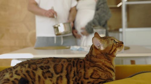 有关一对, 一起, 人的免费素材视频