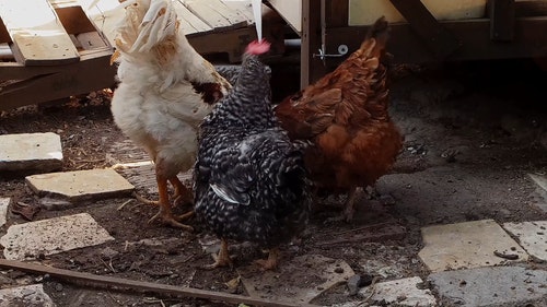 有关一起,公鸡,动物的免费素材视频
