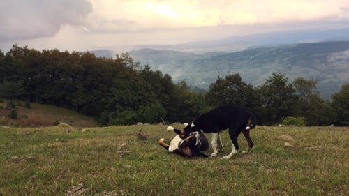 有关一起, 动物, 可爱的免费素材视频