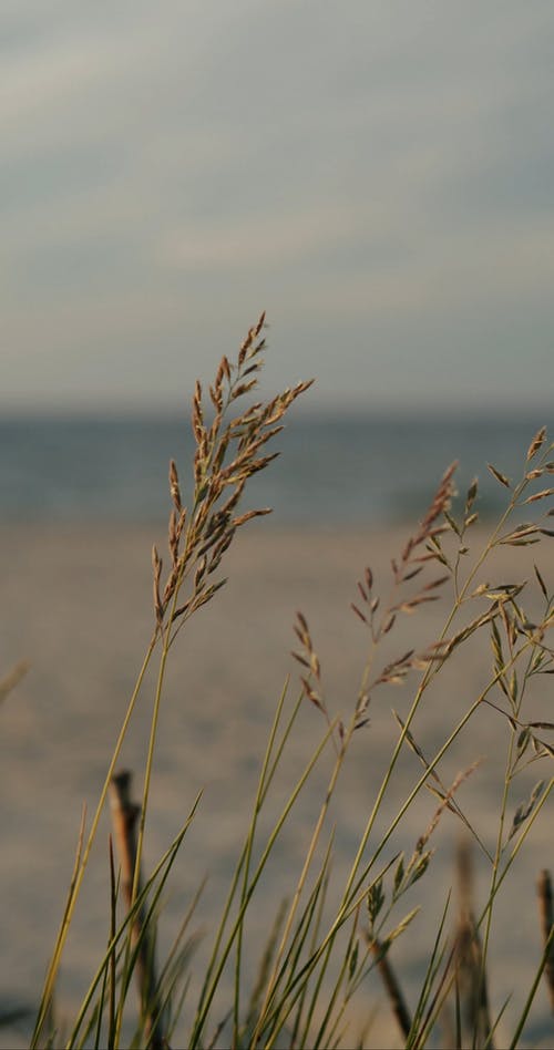 有关垂直视频, 夏天, 多风的免费素材视频