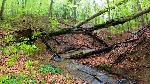 有关乾燥, 分支机构, 和平的的免费素材视频