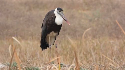 有关动物, 天性, 户外的免费素材视频