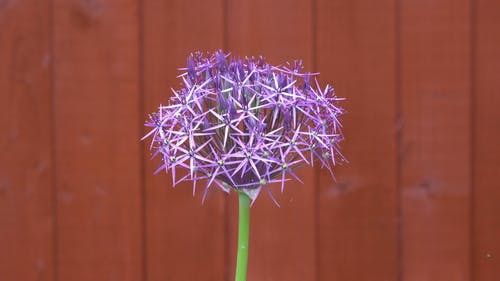 有关セboラセルバゲム, 植物群, 模糊背景的免费素材视频