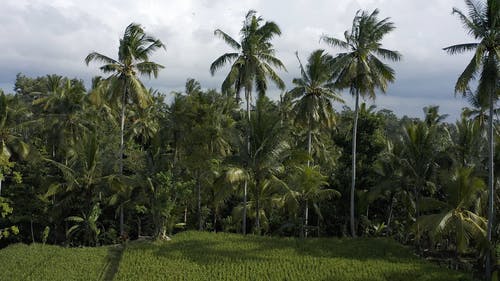 有关景观, 棕榈树, 空中镜头的免费素材视频