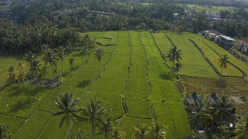 有关户外, 房子, 棕榈树的免费素材视频