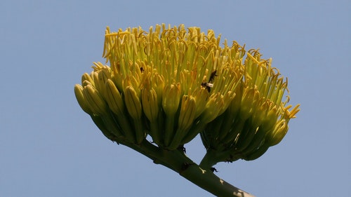 有关授粉,昆虫,清澈的蓝天的免费素材视频