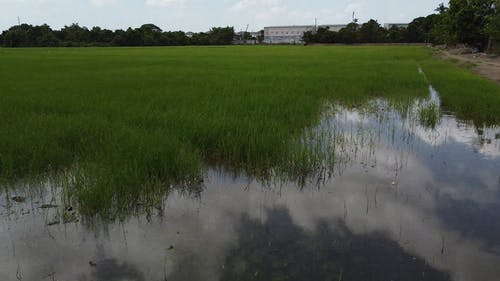 有关农业用地, 农业领域, 农田的免费素材视频