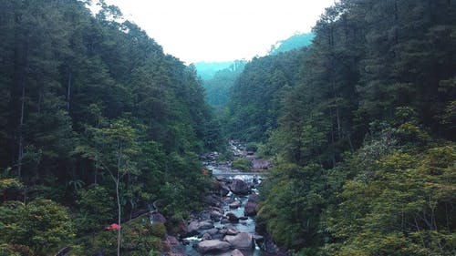 有关丛林, 天性, 岩石的免费素材视频