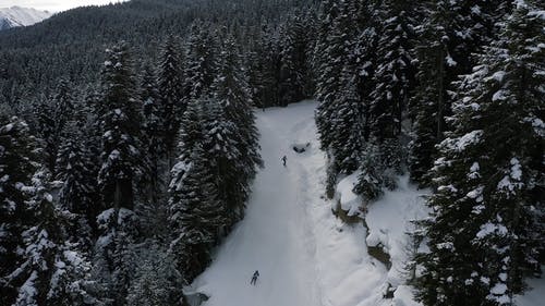 有关冬季, 冷杉, 大雪覆盖的免费素材视频