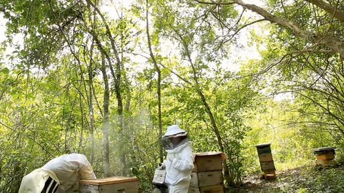 有关一起, 养蜂业, 养蜂人的免费素材视频