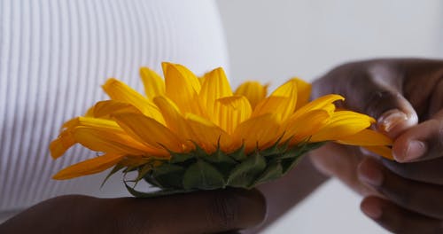 有关向日葵, 手指, 植物群的免费素材视频