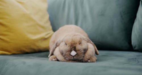 有关兔子, 可爱, 可爱的的免费素材视频