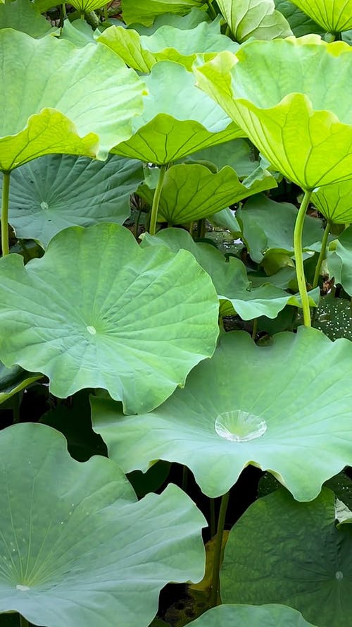 有关&#39;印度莲花&#39;, nelumbo nucifera, 垂直视频的免费素材视频