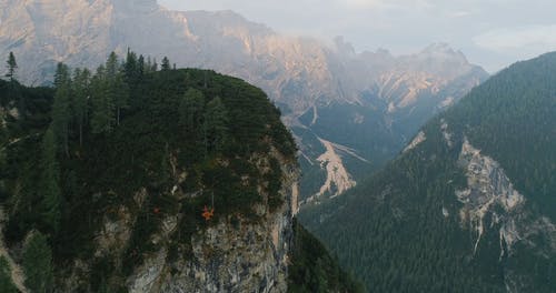 有关冷杉, 壮观, 天性的免费素材视频