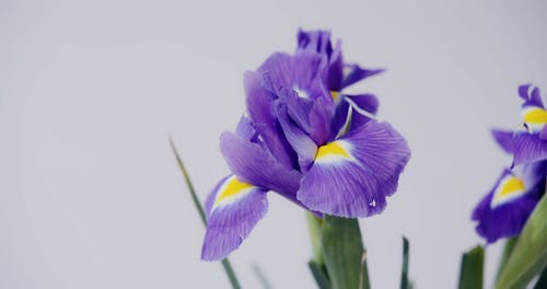 有关树叶, 特写, 白色背景的免费素材视频