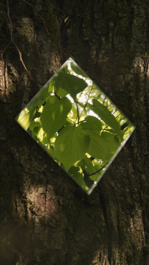 有关反射, 吠, 垂直视频的免费素材视频