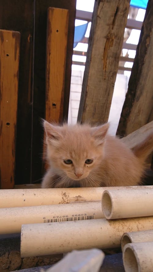有关动物, 可爱, 可爱的的免费素材视频