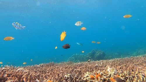 有关水下, 水下摄影, 海的免费素材视频