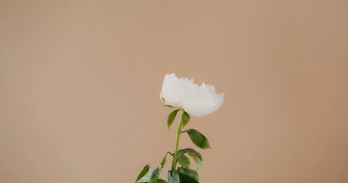 有关干, 彩色背景, 新鲜的免费素材视频