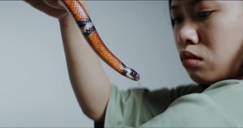 有关个性, 克服, 动物的免费素材视频