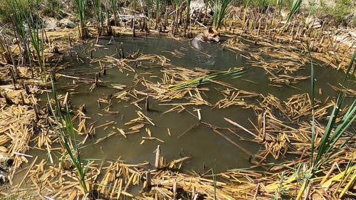 有关受困, 户外, 枯叶的免费素材视频