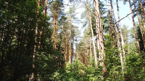 有关低角度拍摄, 天性, 森林的免费素材视频
