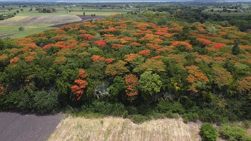 有关天性, 户外, 树木的免费素材视频