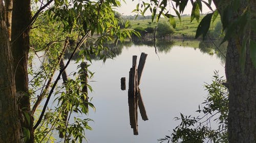 有关天性, 小河, 景观的免费素材视频