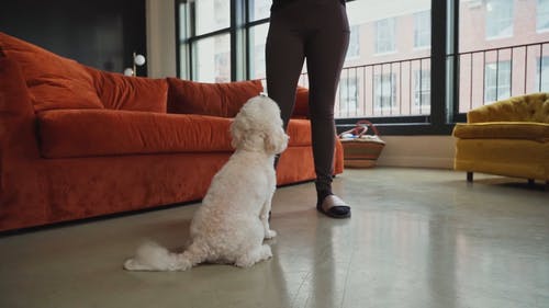 有关人, 伴侣, 在家的免费素材视频