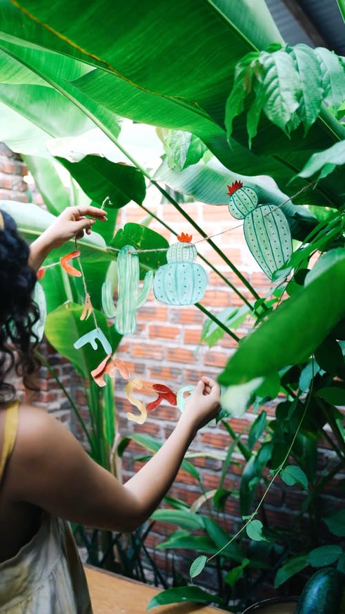 有关仙人掌, 信, 垂直视频的免费素材视频