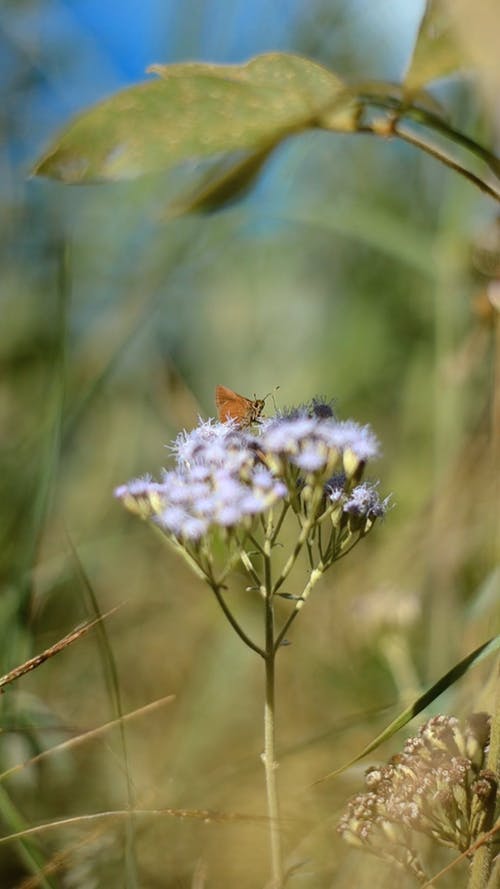 有关垂直视频, 工厂, 授粉的免费素材视频