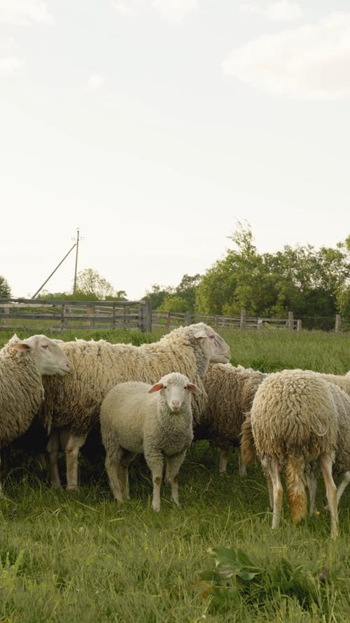 有关一群动物, 垂直视频, 洋的免费素材视频