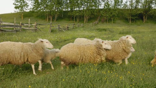 有关户外, 树木, 牲畜的免费素材视频