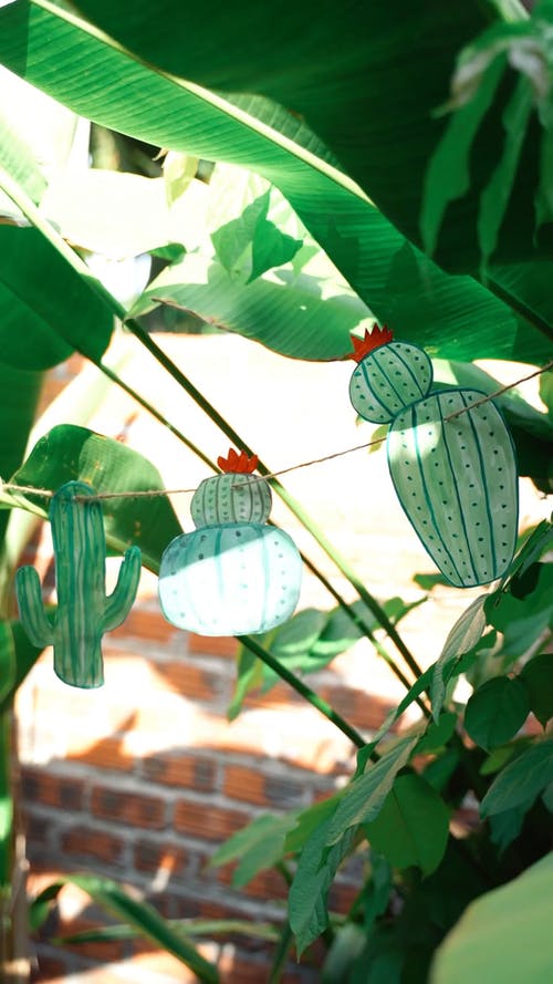 有关仙人掌, 垂直视频, 挂的免费素材视频