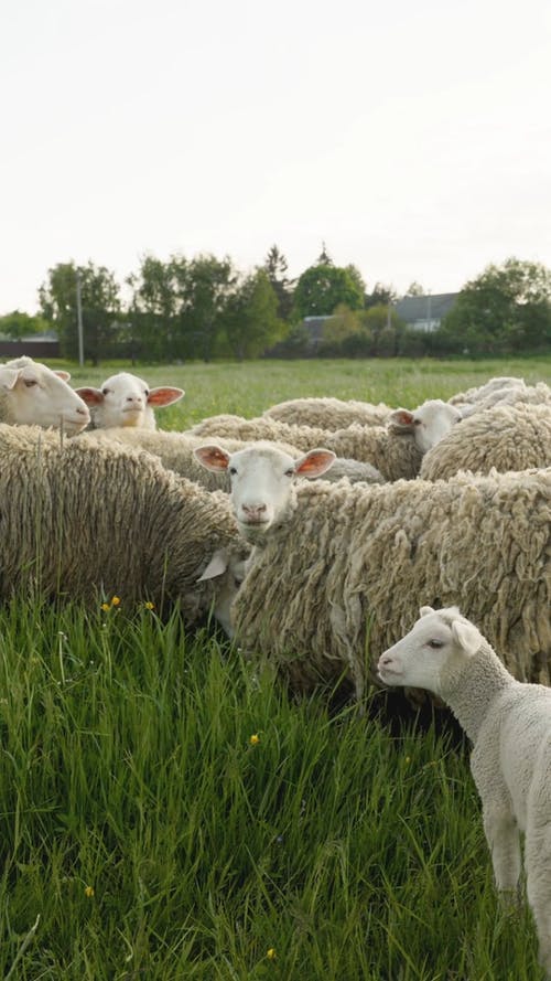 有关一群动物, 垂直视频, 洋的免费素材视频