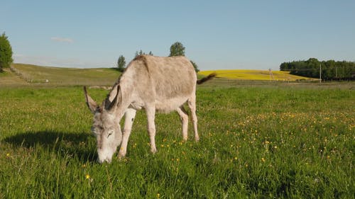 有关动物, 吃, 哺乳动物的免费素材视频