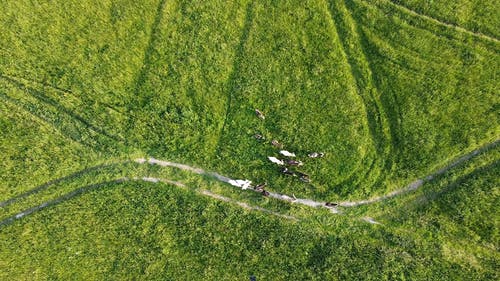 有关天性, 山羊, 田的免费素材视频